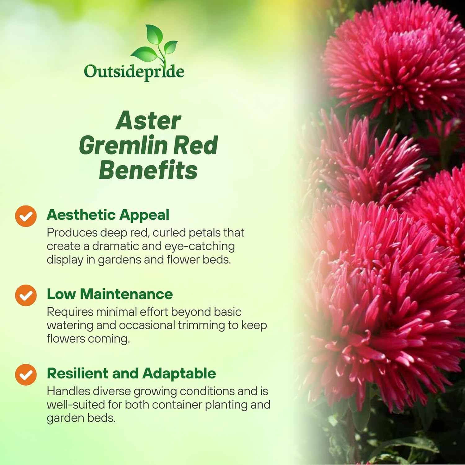 Aster Gremlin Red Planting Directions