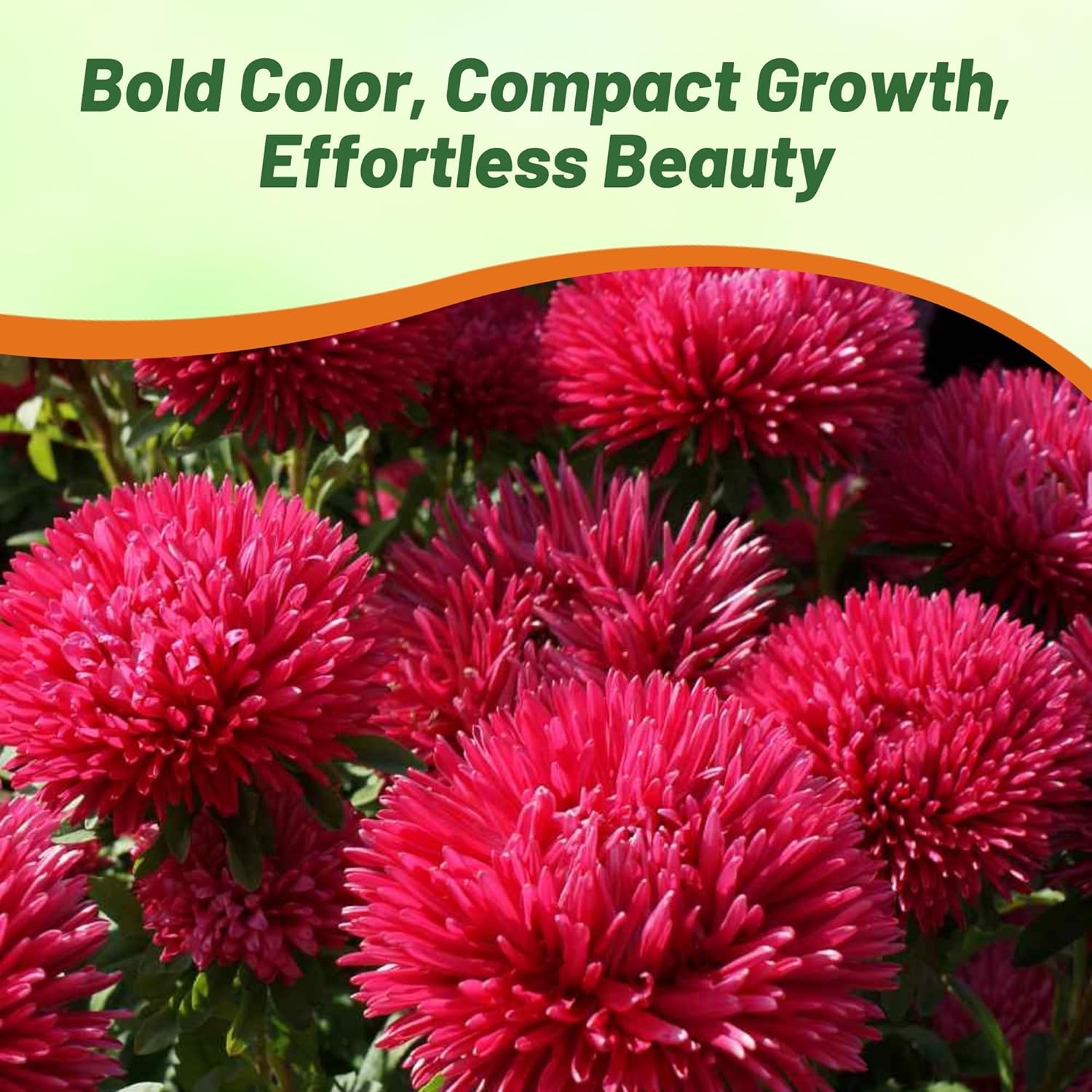 Aster Gremlin Red Container Plants