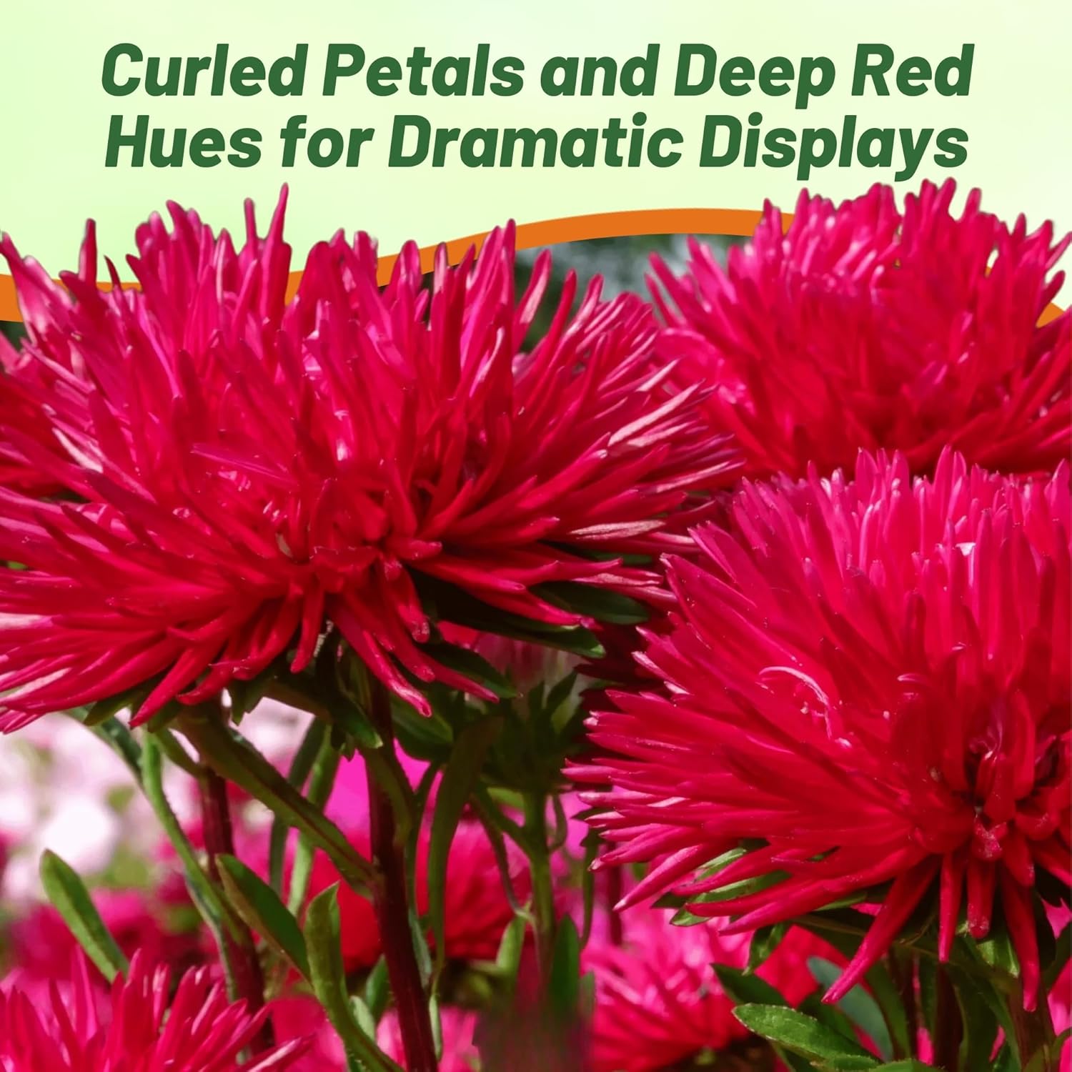Callistephus Tall Double Gremlin Red
