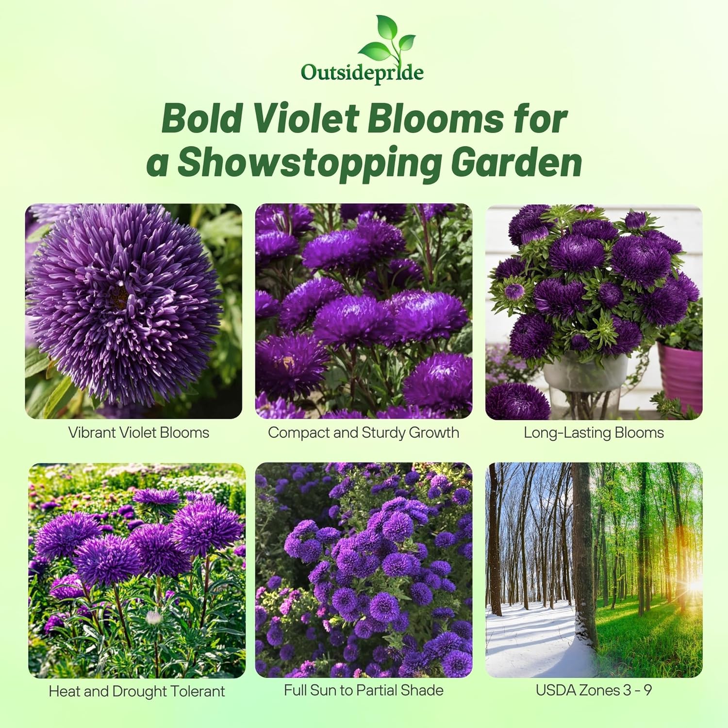 Aster Gremlin Violet Garden Cut Flowers