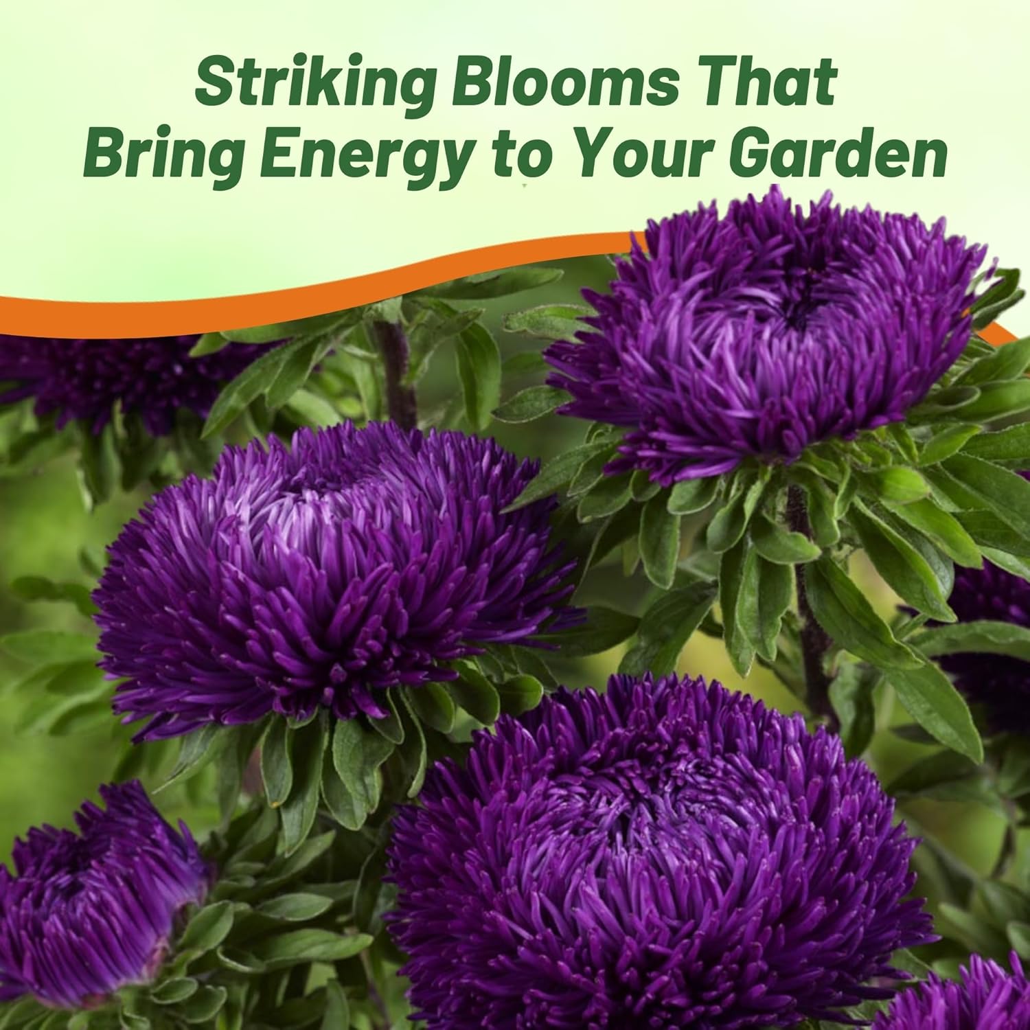 Aster Gremlin Violet Container Flowers