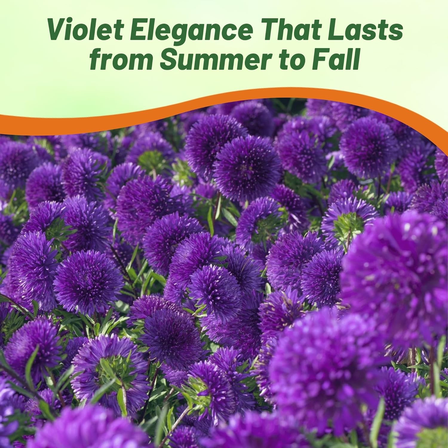 Aster Gremlin Violet Garden Plants