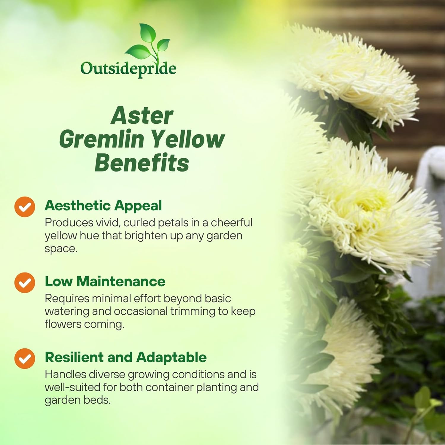 Callistephus Tall Double Gremlin Yellow