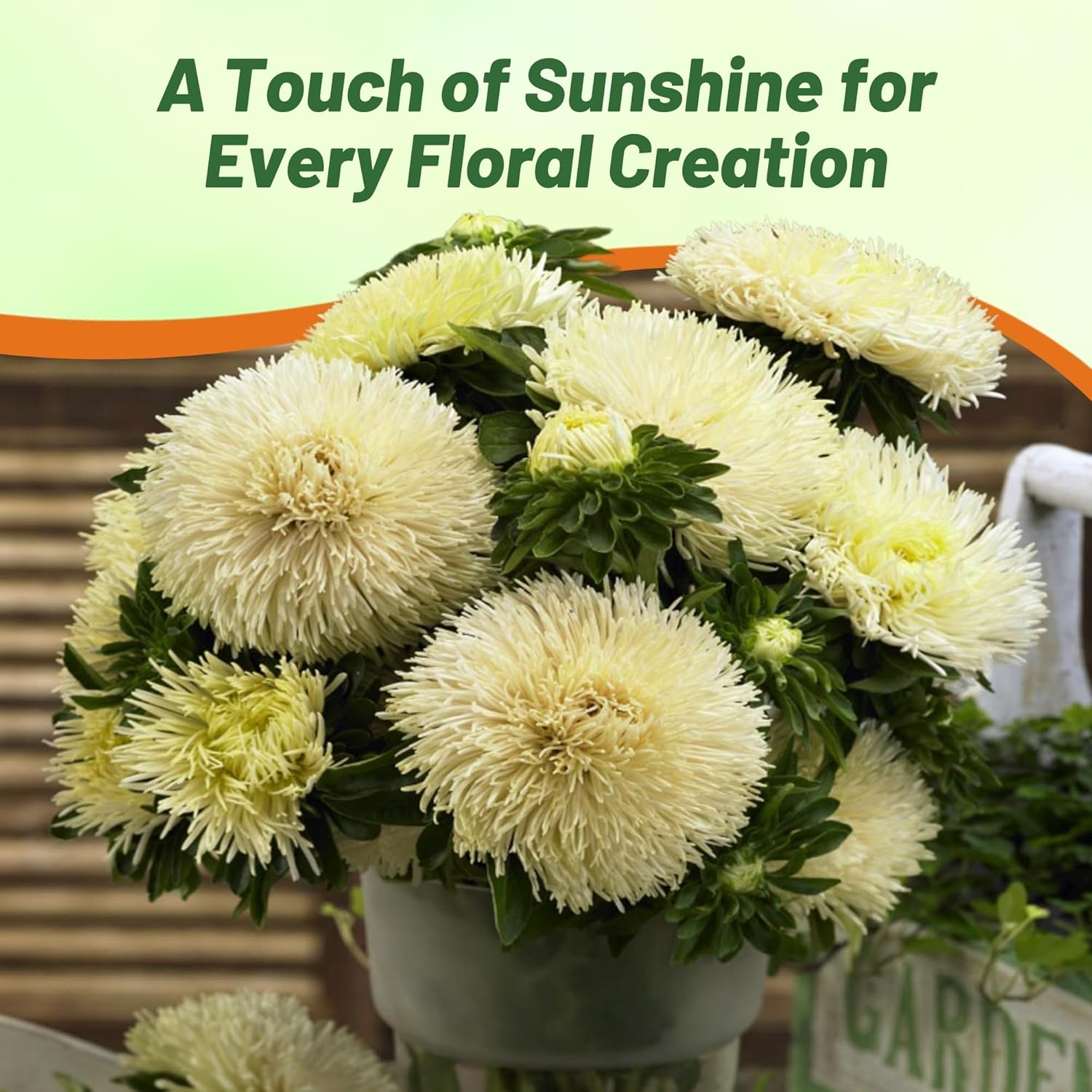 Aster Gremlin Yellow Container Flowers
