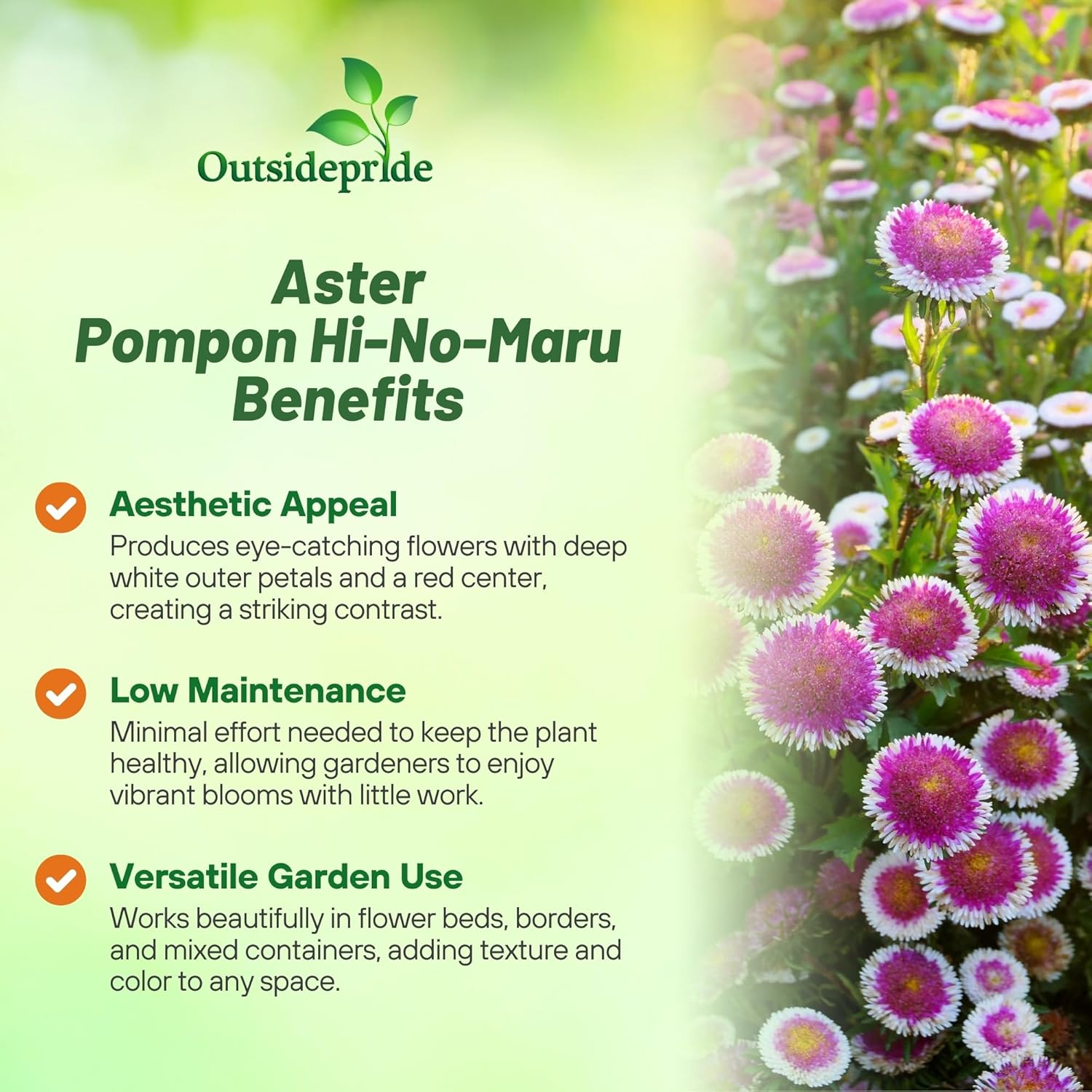 Callistephus Tall Pompon Hi-no-maru