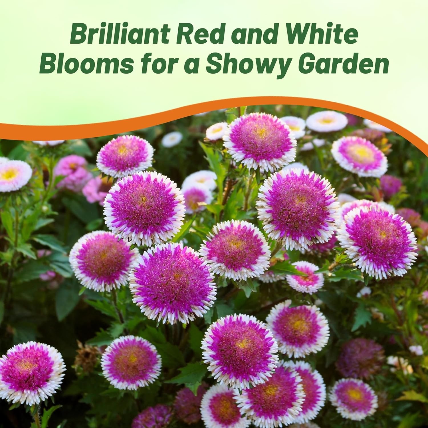 Aster Pompon Hi-no-maru Garden Flowers