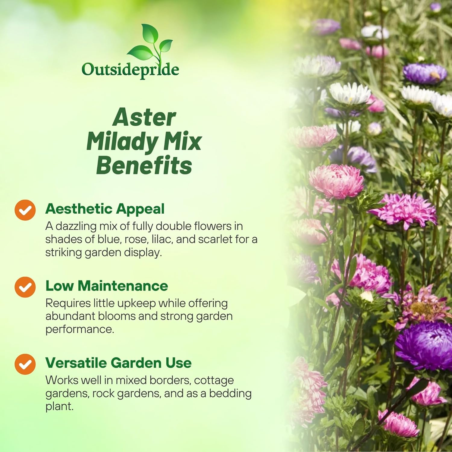 Aster Milady Cut Flower Mix