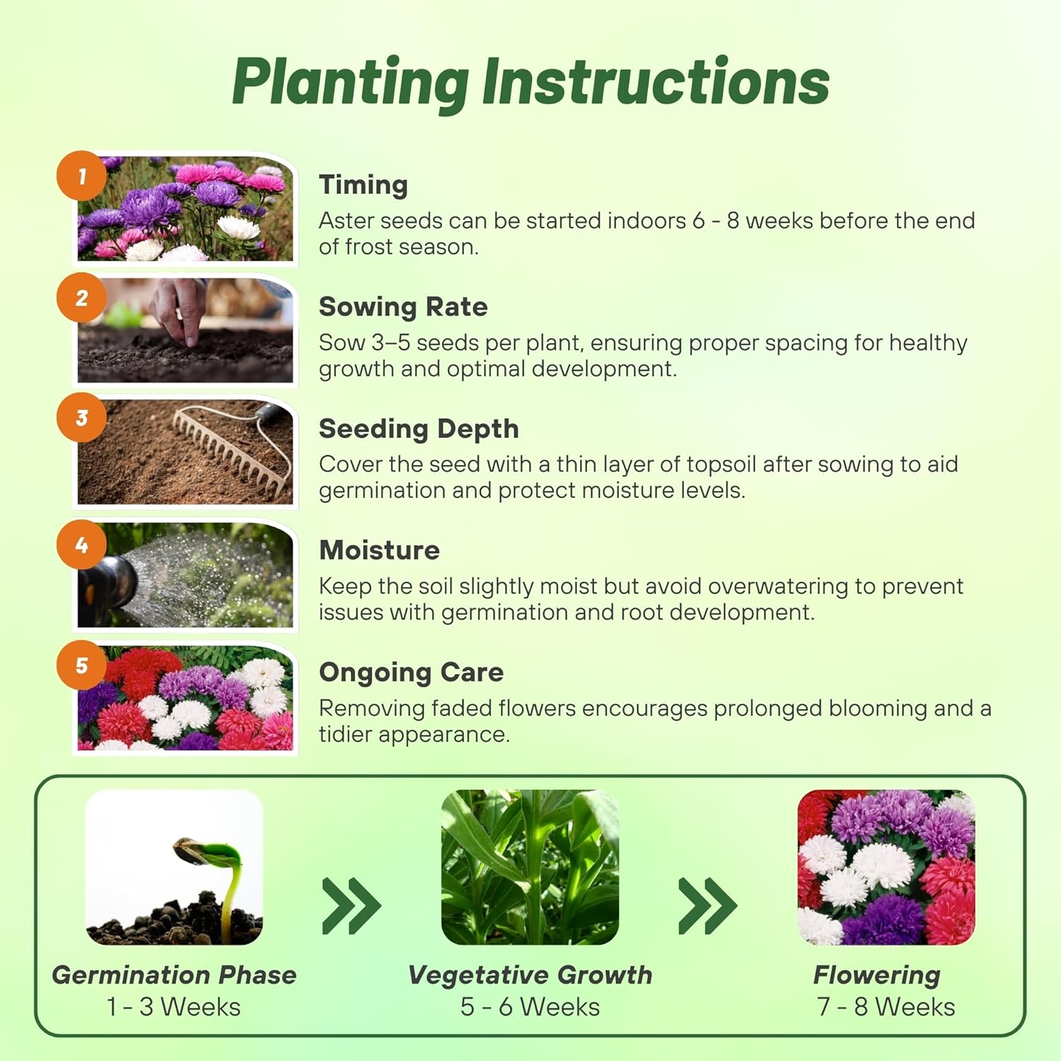 Aster Milady Planting Directions