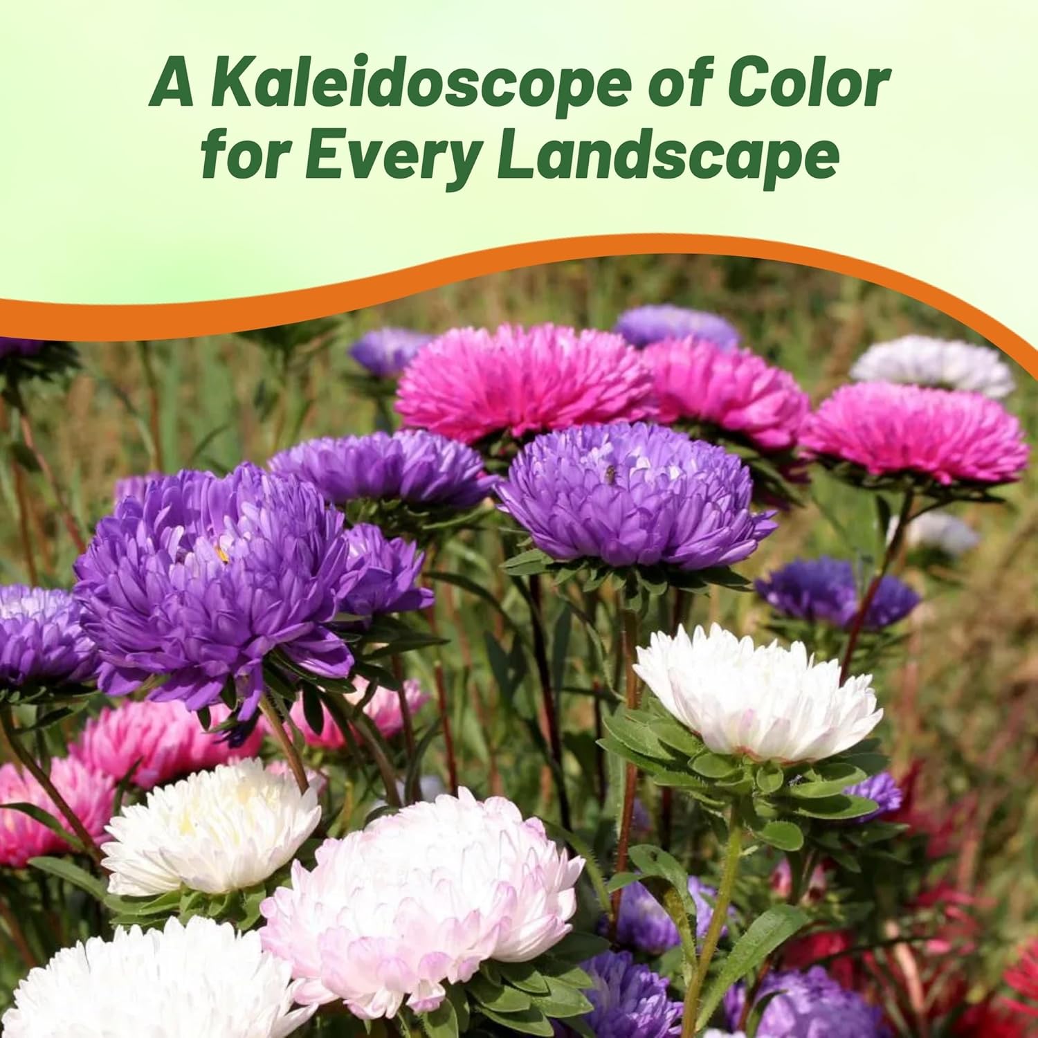 Aster Milady Flower Seed Mix