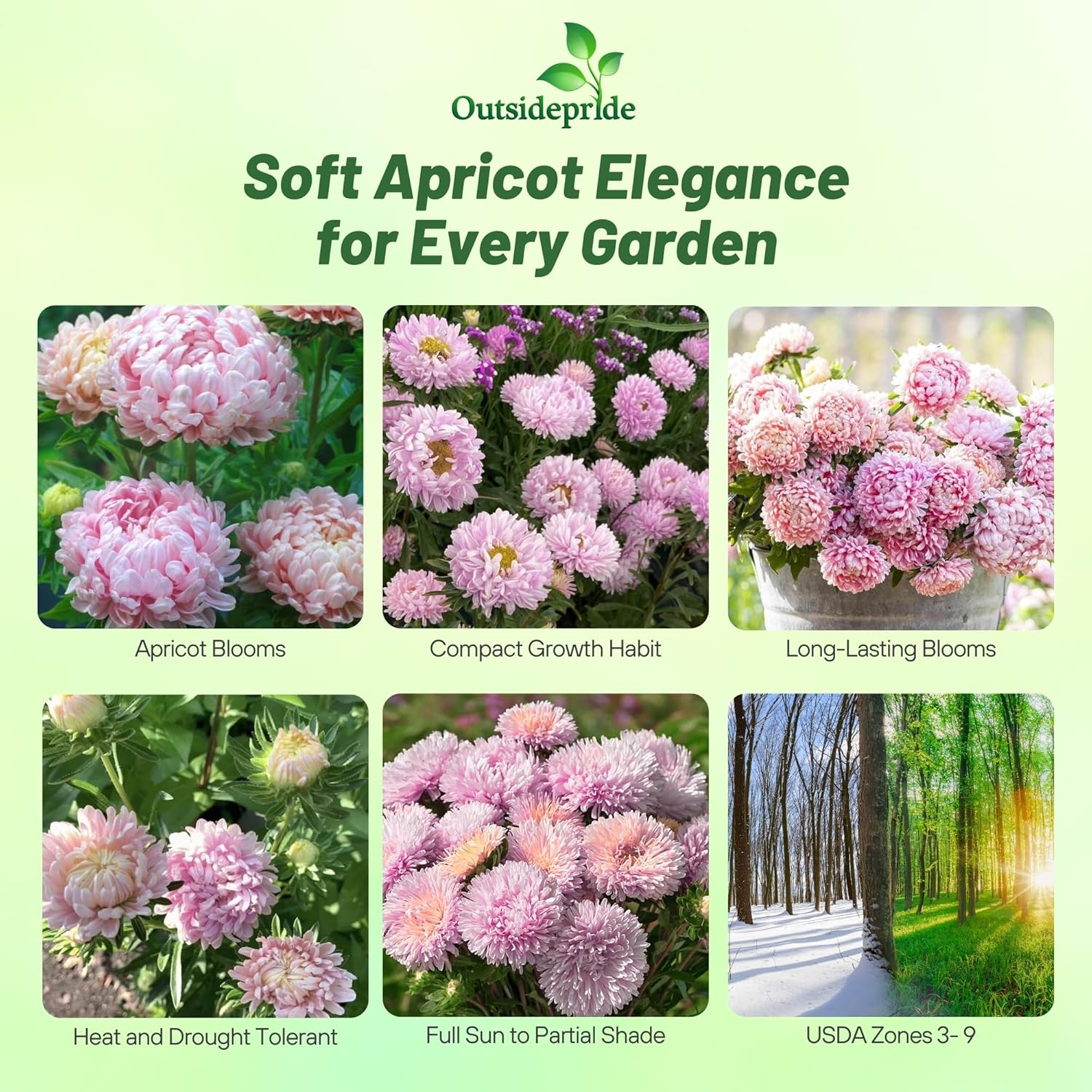 Callistephus Tall Paeony Duchess Apricot