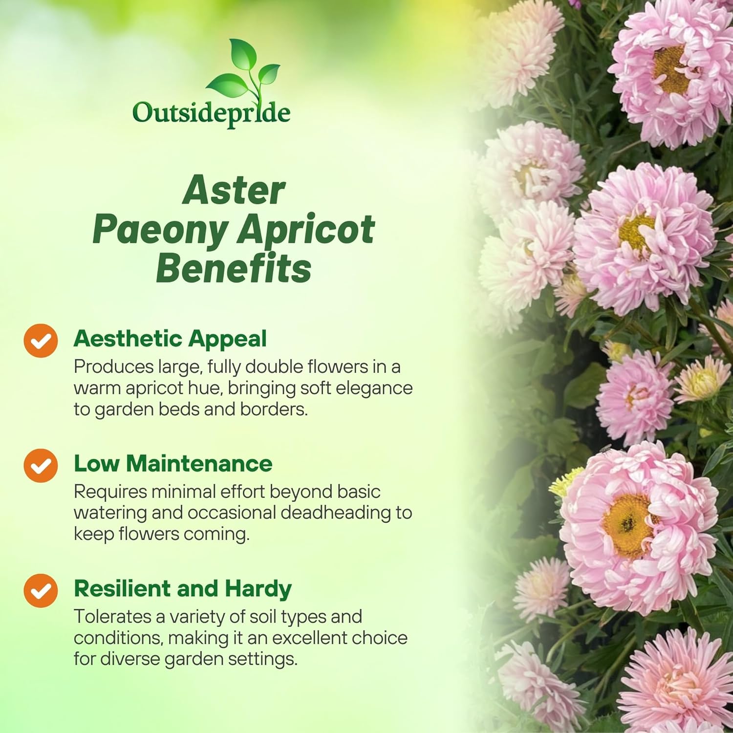 Low Maintenance Aster Paeony Apricot Flowers