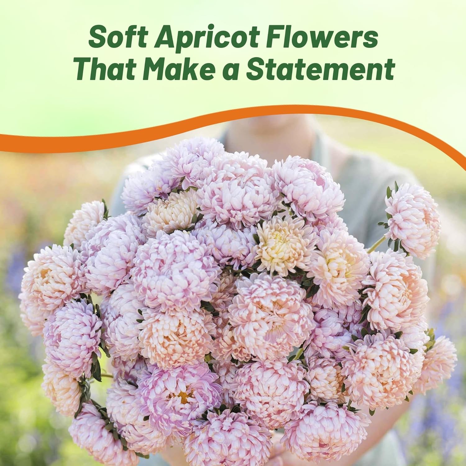 Aster Paeony Apricot Flower Garden