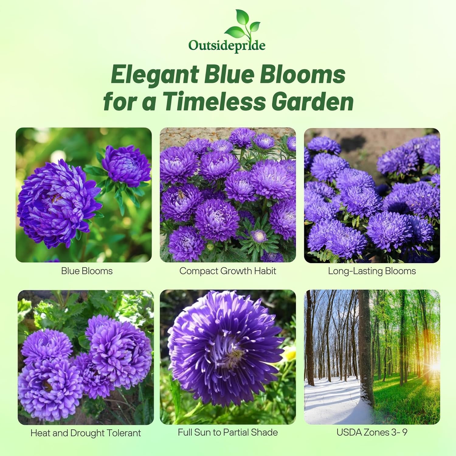 Aster Paeony Dark Blue Flowers