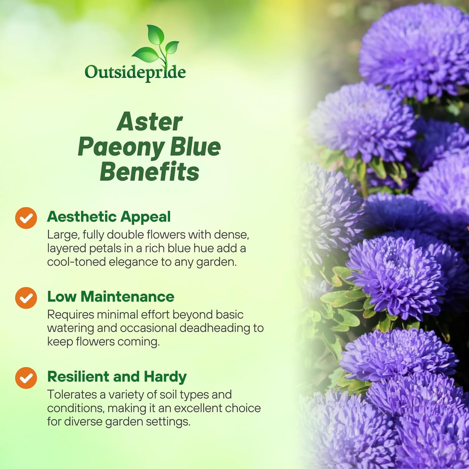 Aster Paeony Dark Blue Low Maintenance