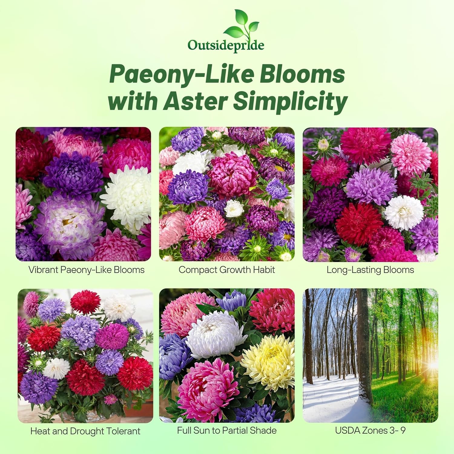 Aster Paeony Flower Mixture Images