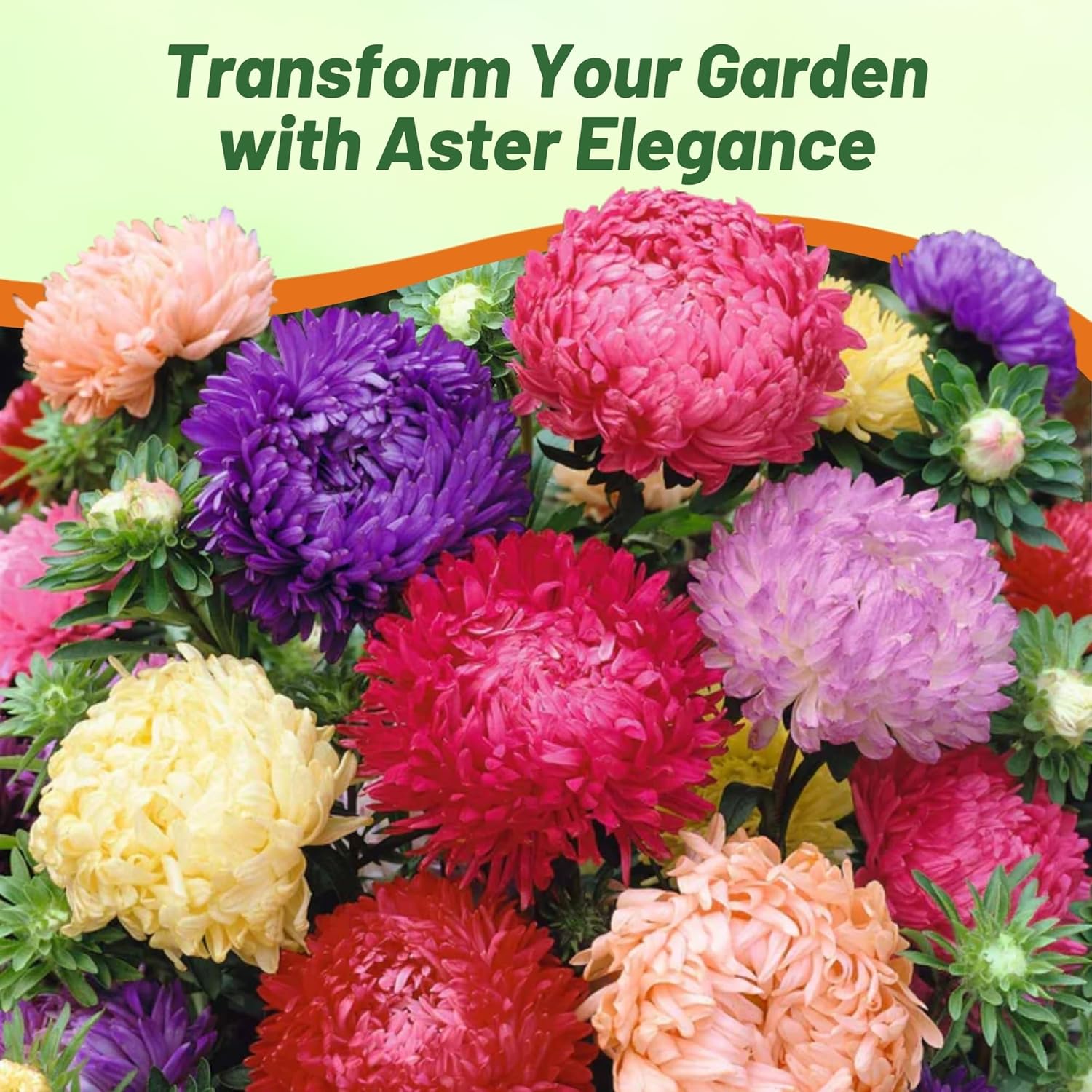 Aster Paeony Flower Garden Mix