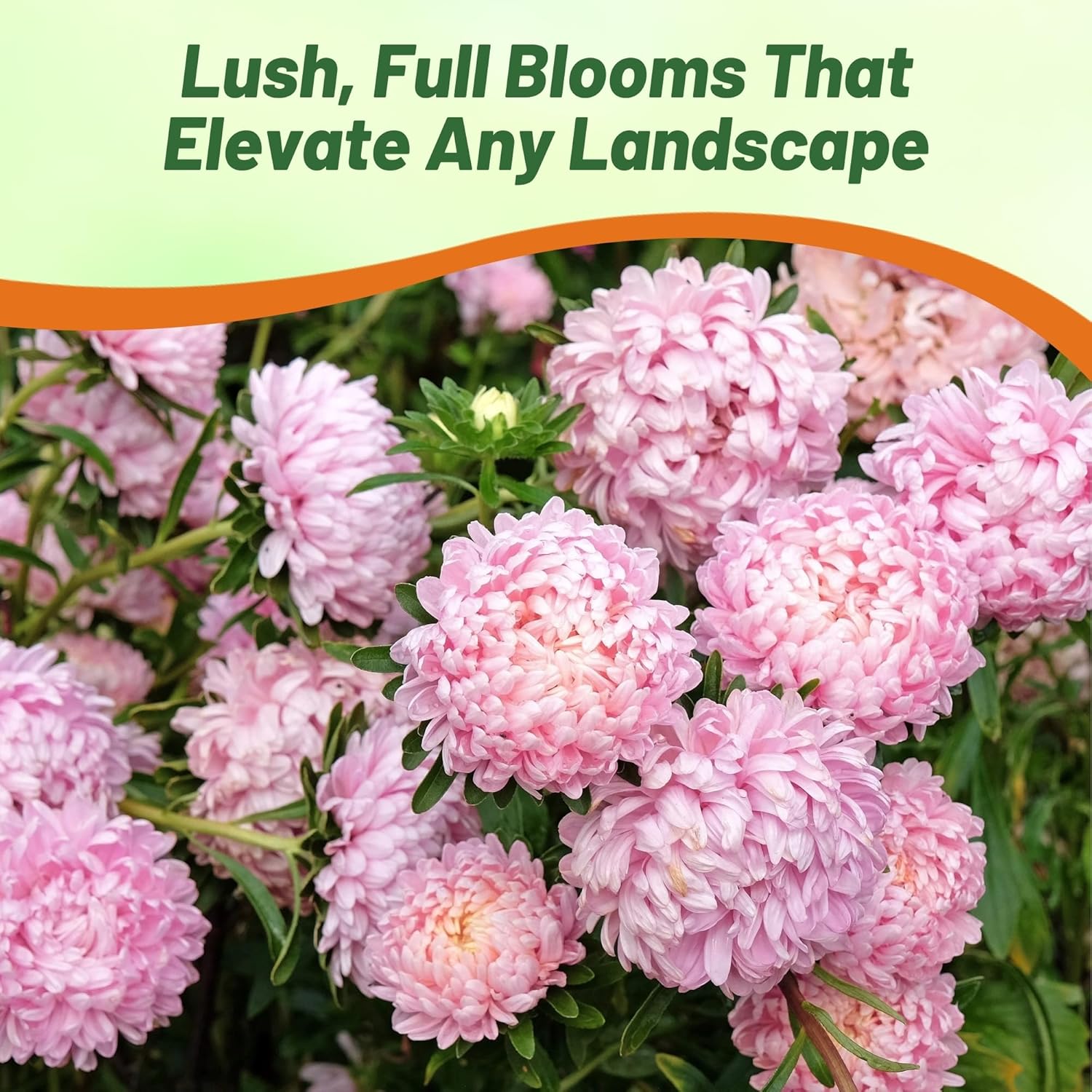 Aster Paeony Pink Container Flowers