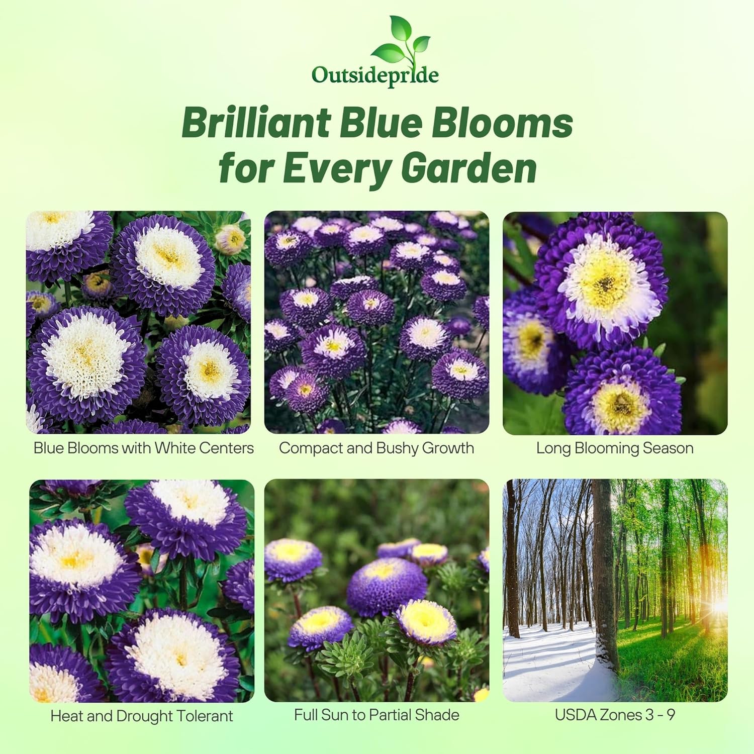 Aster Pompon Blue Cut Flowers
