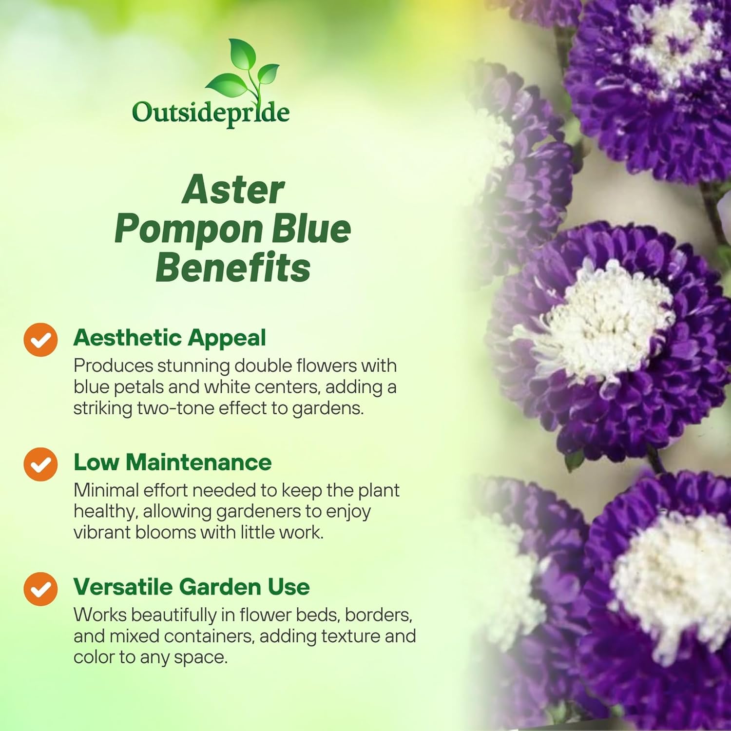 Callistephus Tall Pompon Blue