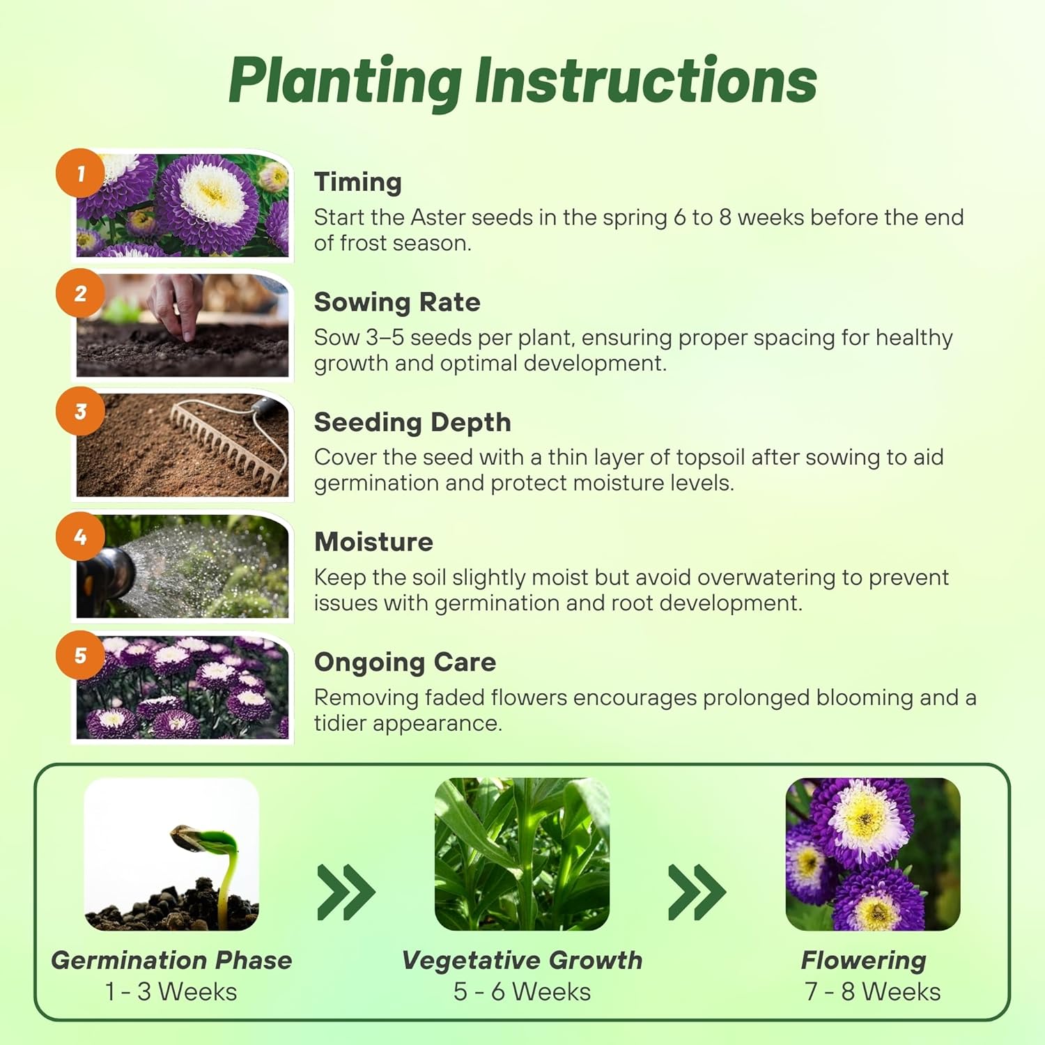Aster Pompon Blue Planting Directions