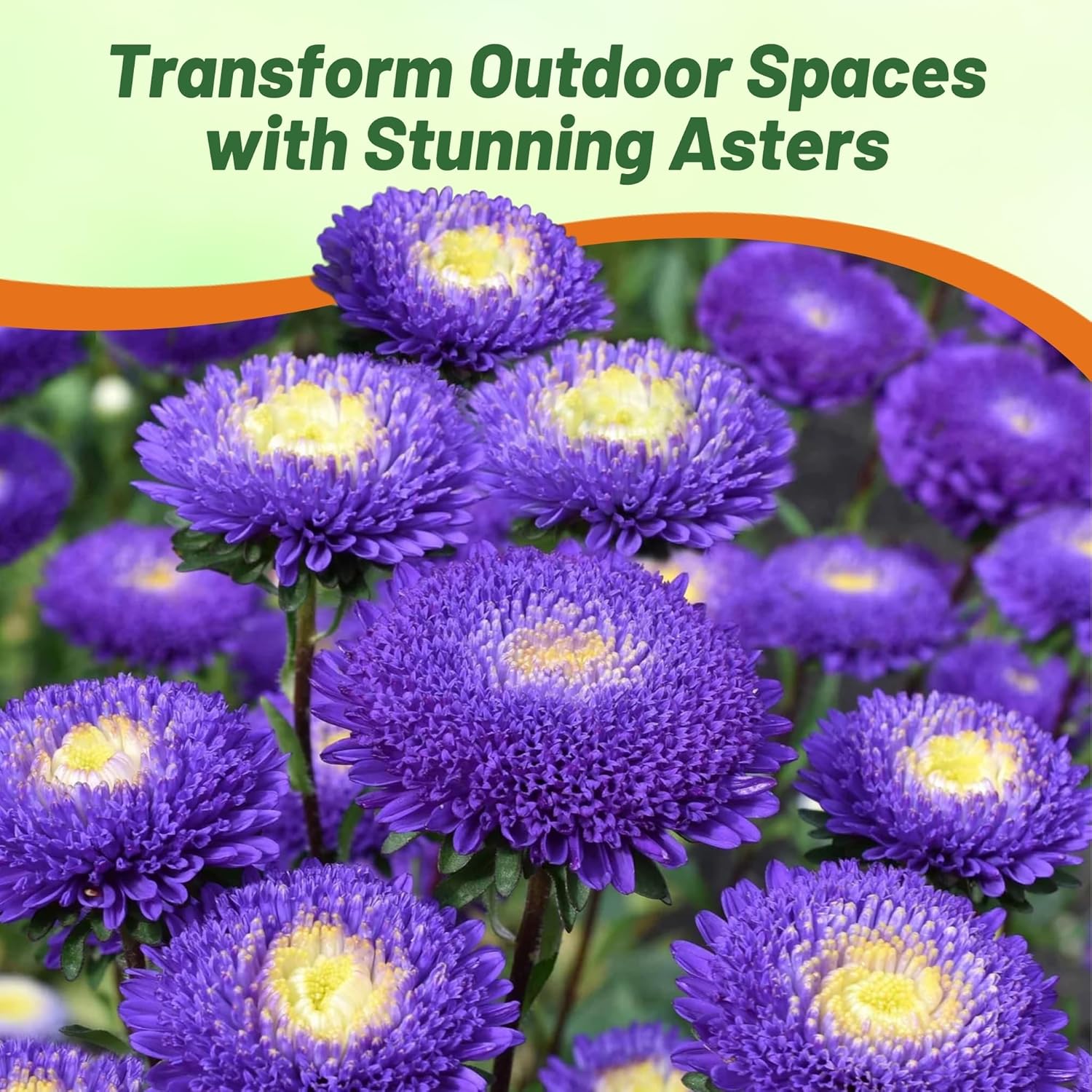 Aster Pompon Blue Flower Seeds