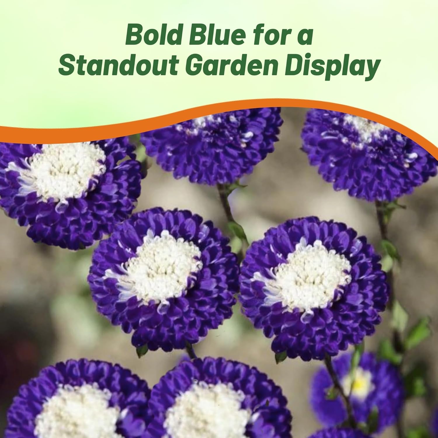Aster Pompon Blue Garden Flowers