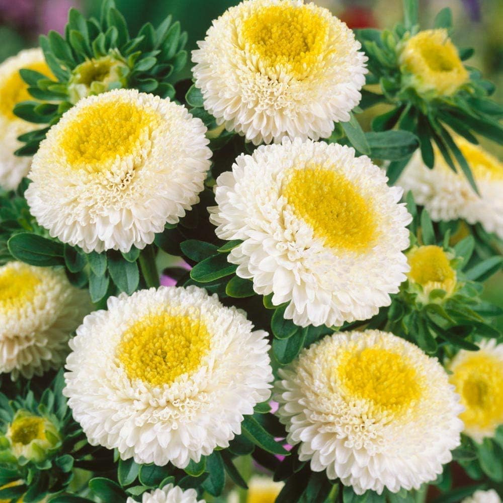 Aster Pompon White Seed Packet
