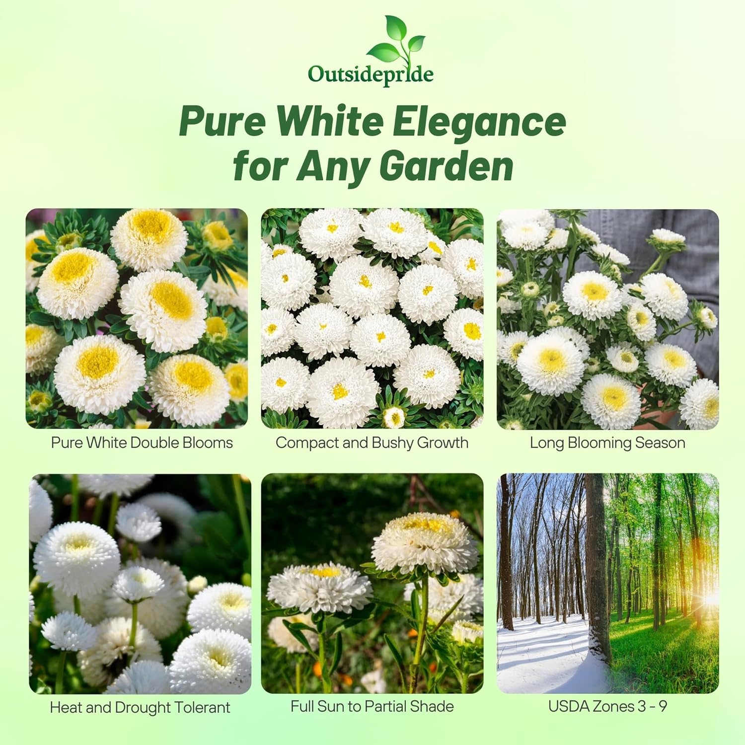 Aster Pompon White Cut Flowers