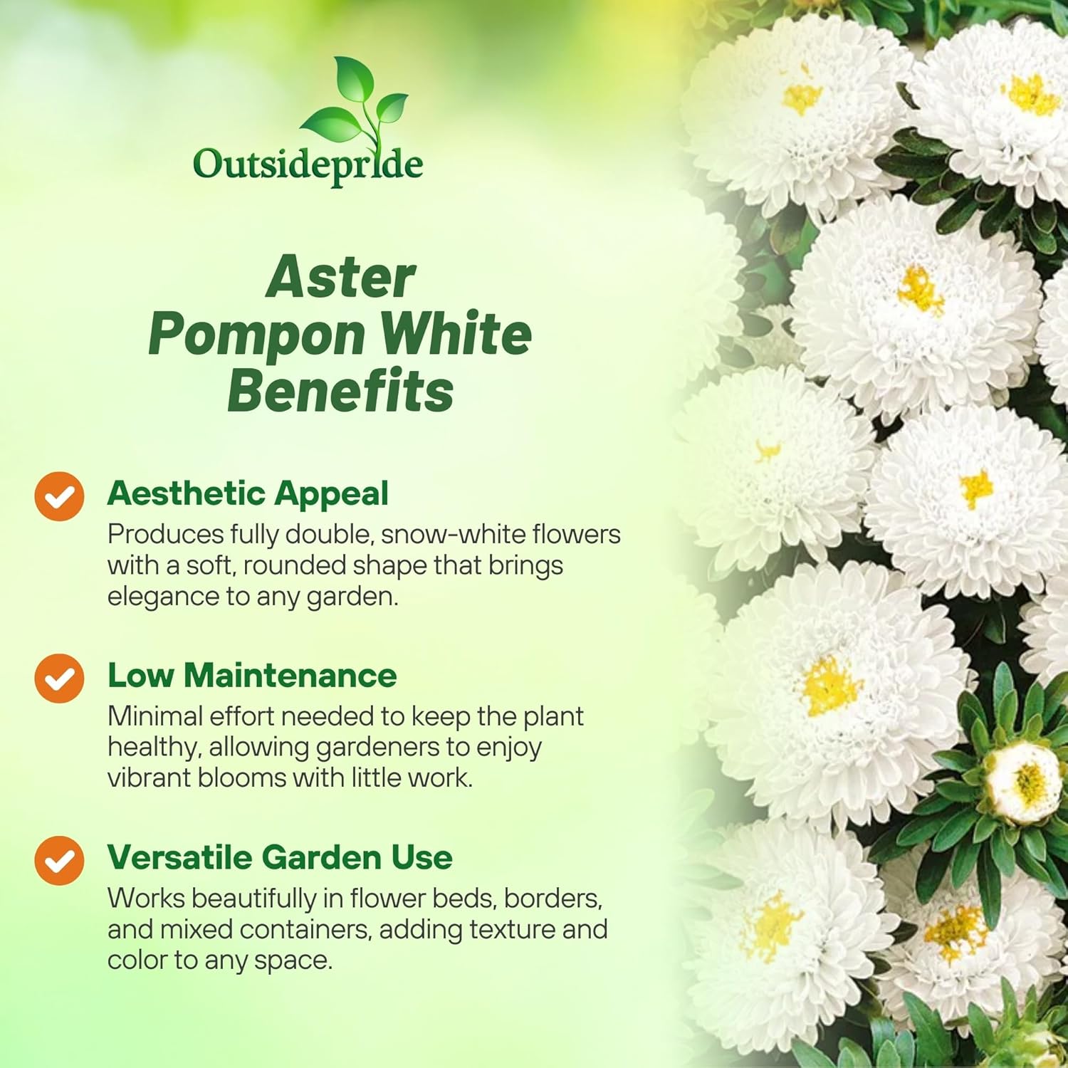 Callistephus Tall Pompon White