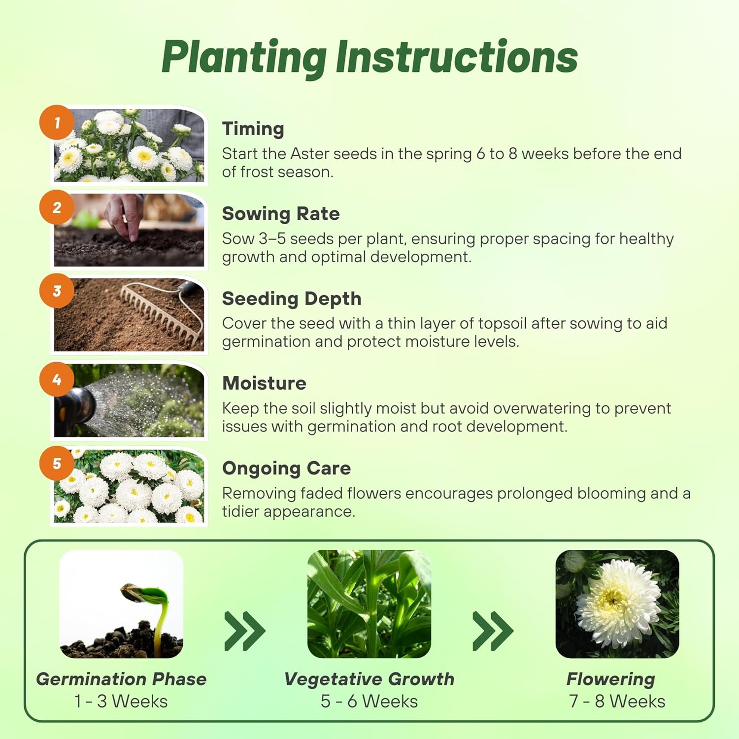 Aster Pompon White Planting Directions