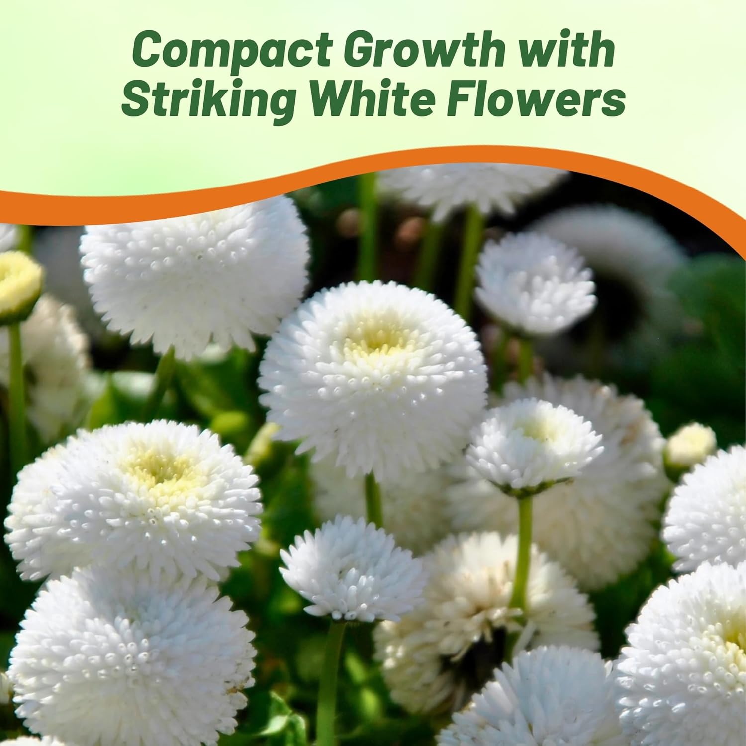 Aster Pompon White Flower Seeds