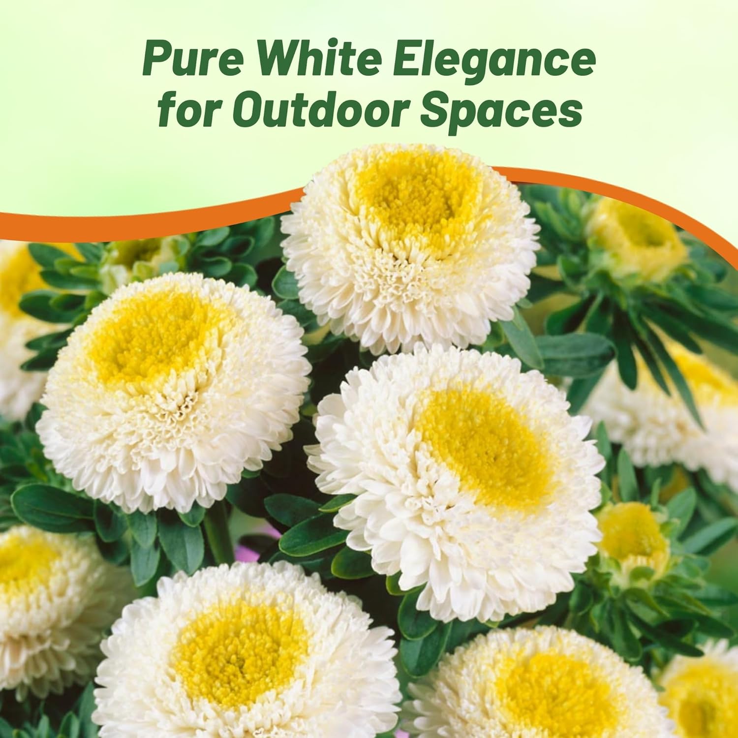 Aster Pompon White Pollinator Flowers