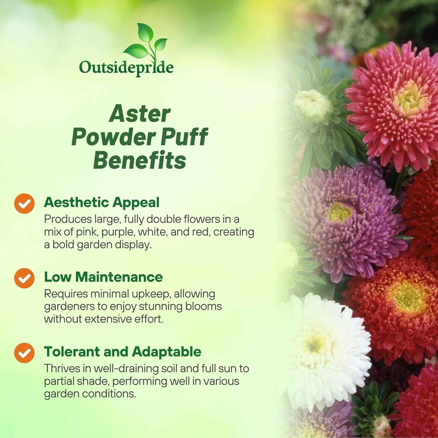 Powder Puff Aster Low Mainteance