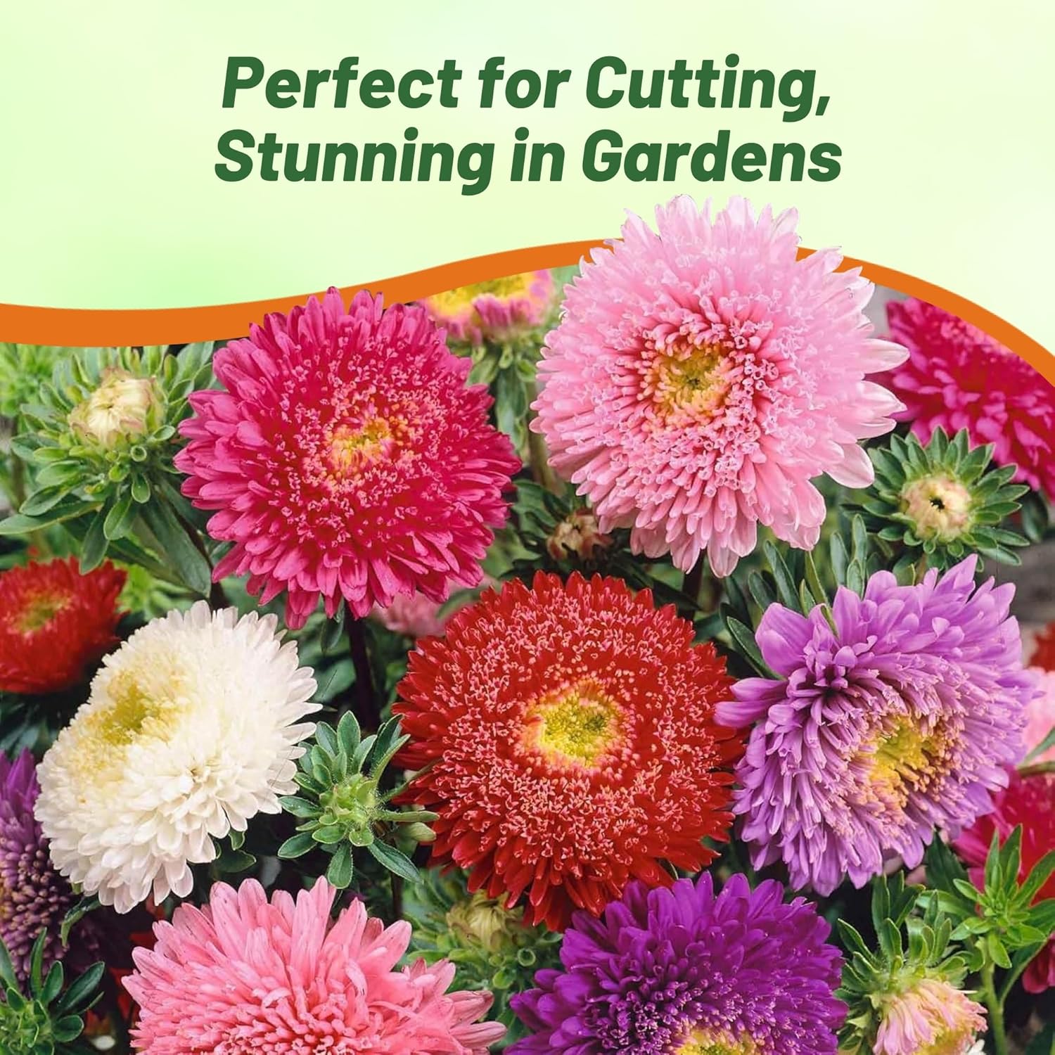 Powder Puff Aster Flower Garden
