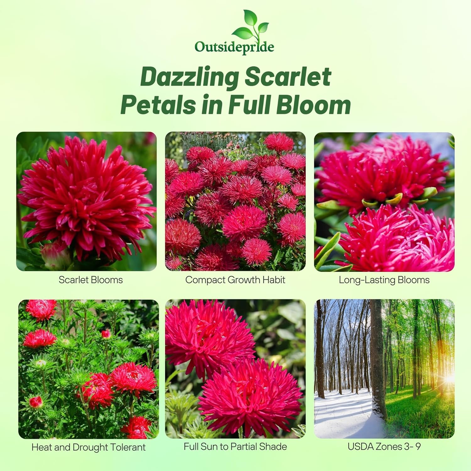 Aster Paeony Scarlet Cut Flowers