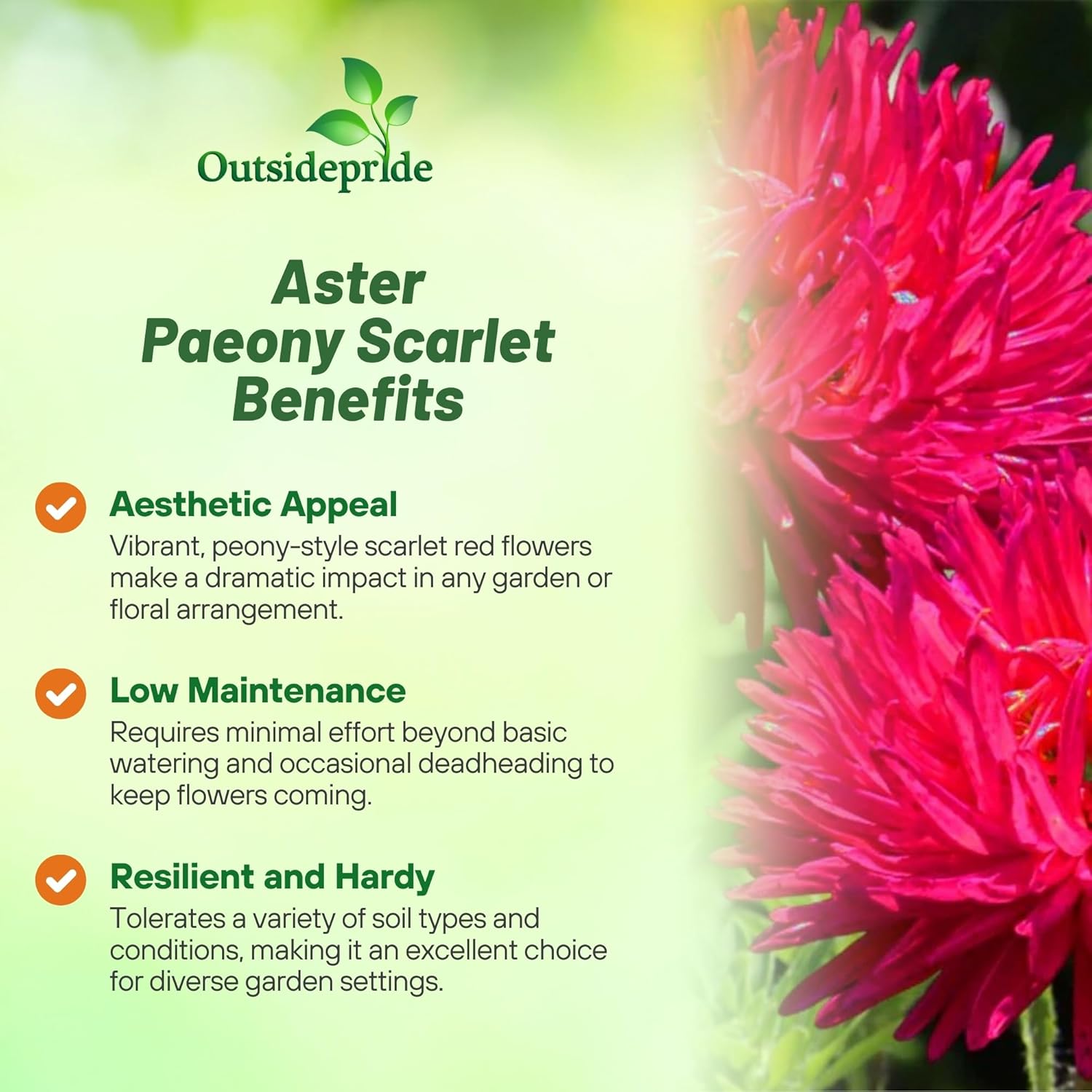 Callistephus Tall Paeony Duchess Scarlet)