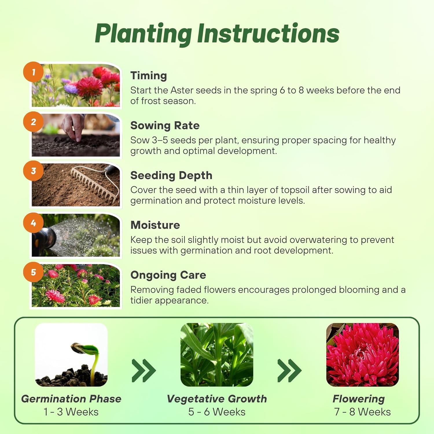 Aster Paeony Scarlet Planting Directions