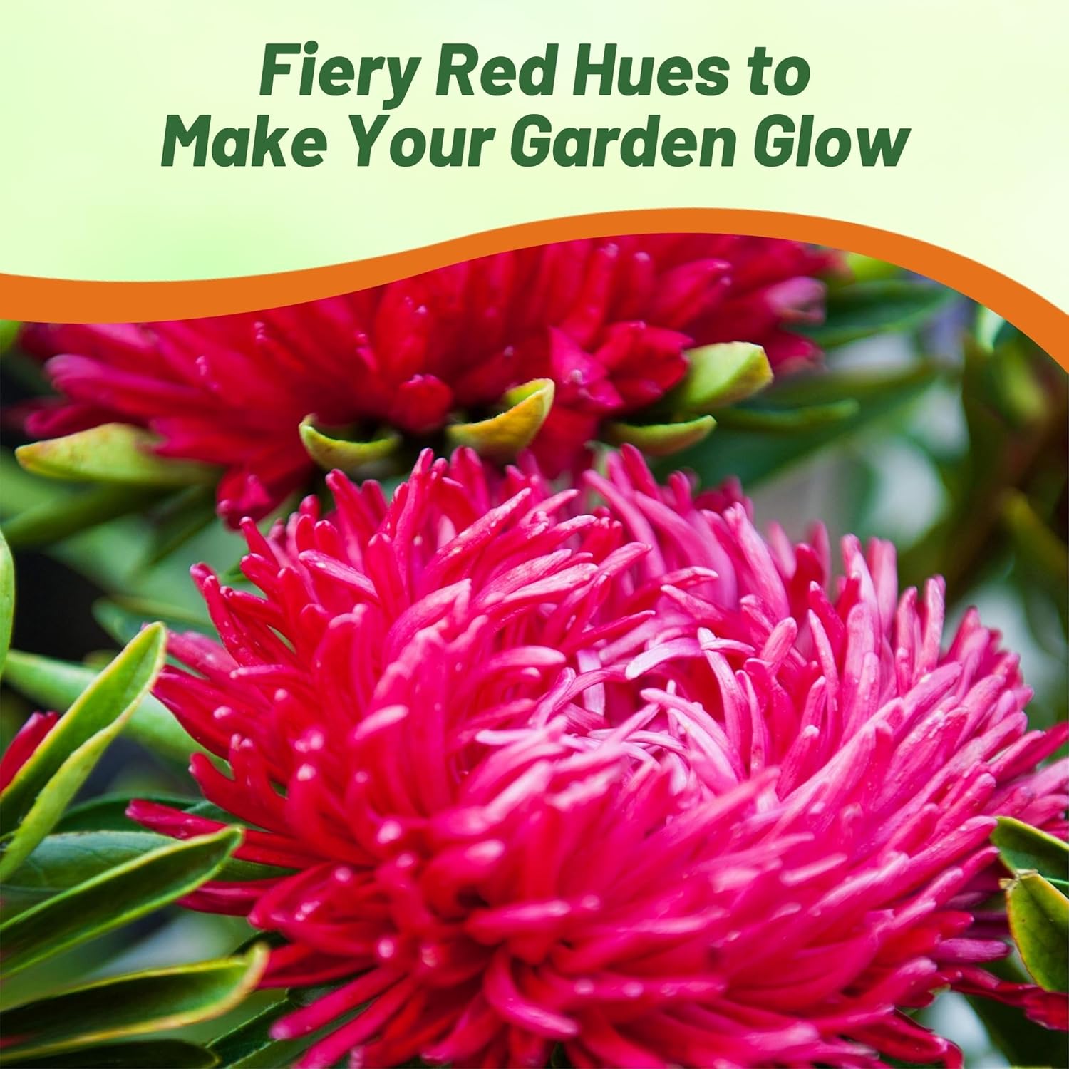 Aster Paeony Scarlet Flowers