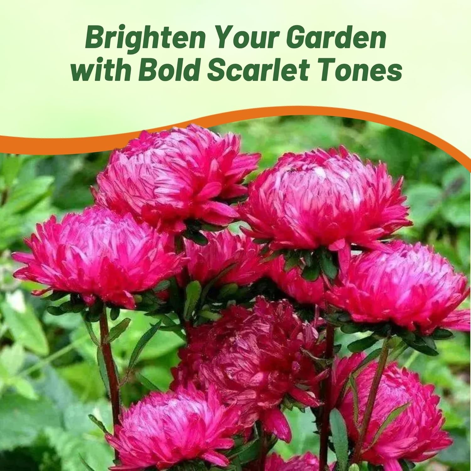 Aster Paeony Scarlet Pollinator Container Plants