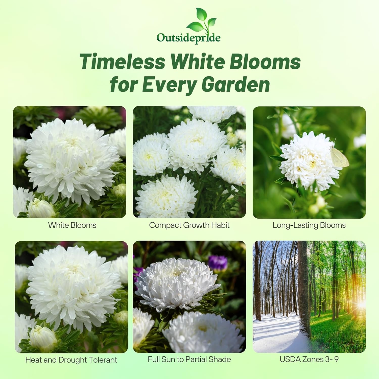 Aster Paeony White Container Flowers