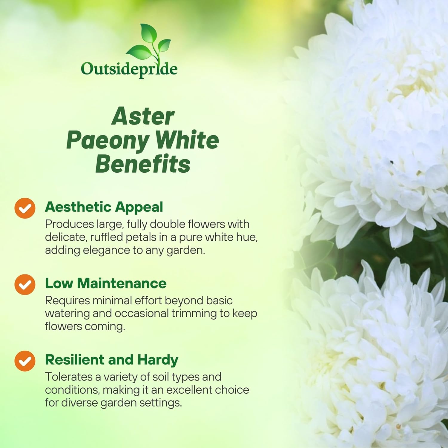 Aster Paeony White Cut Flowers