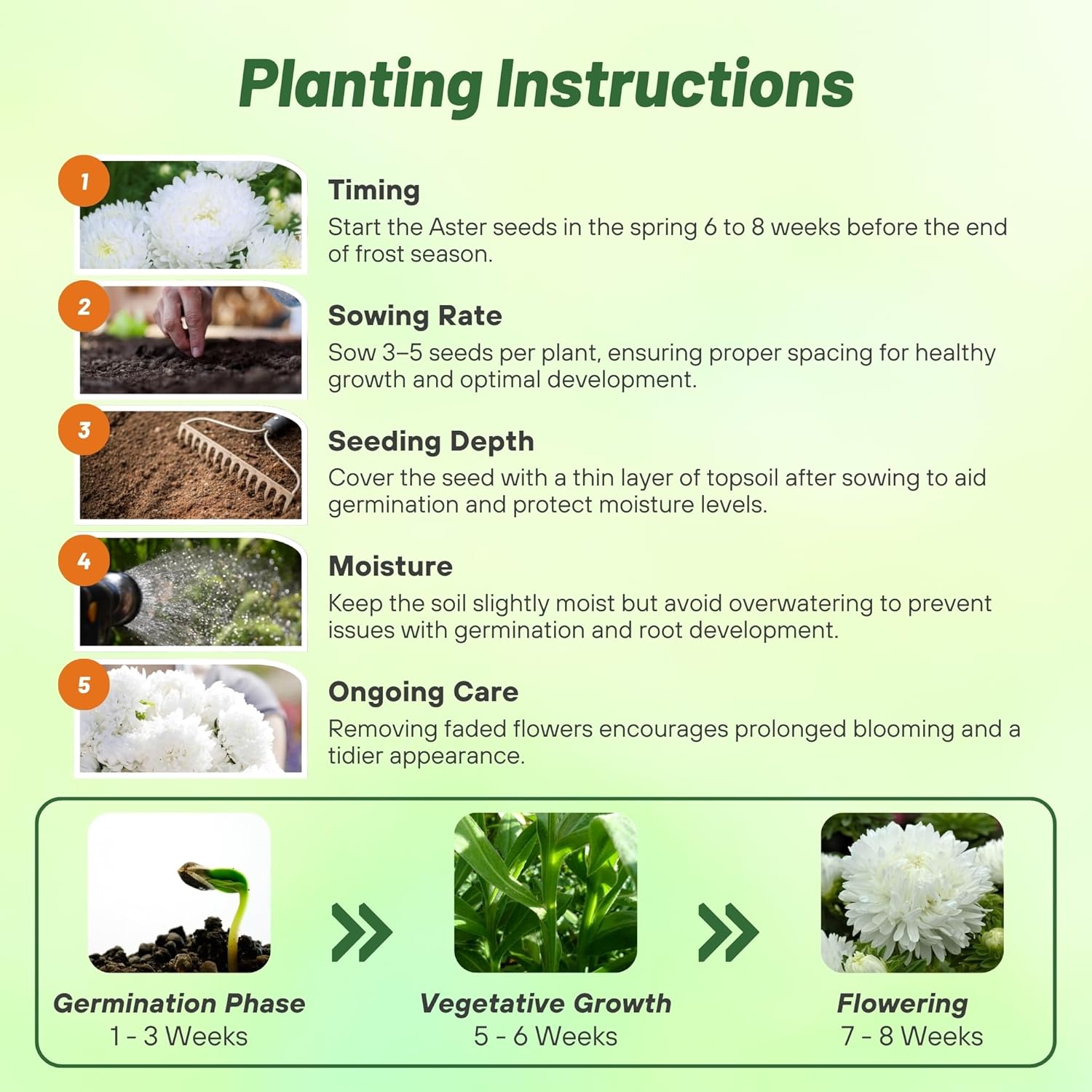 Aster Paeony White Directions