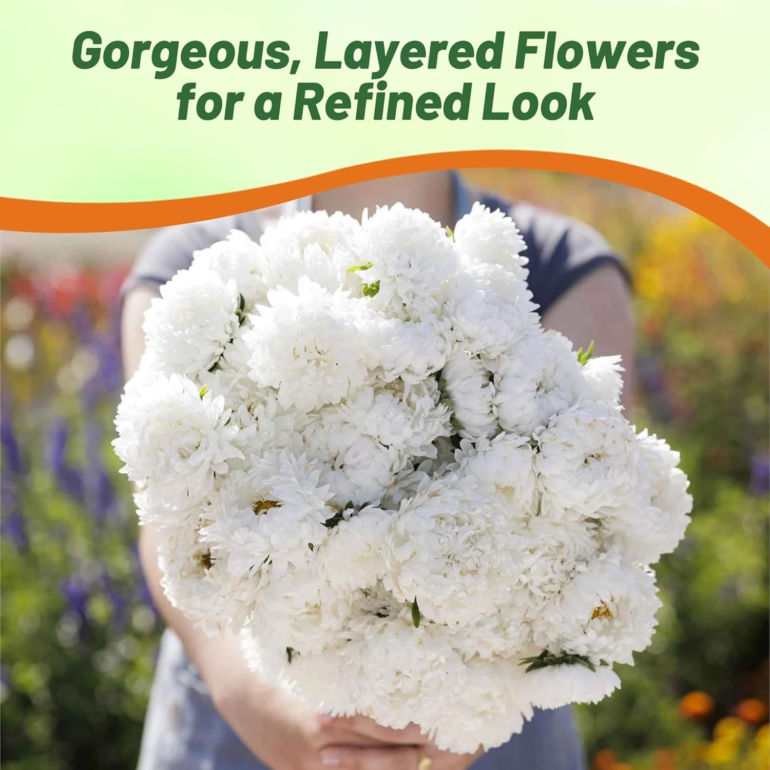 Aster Paeony White Flower Seeds