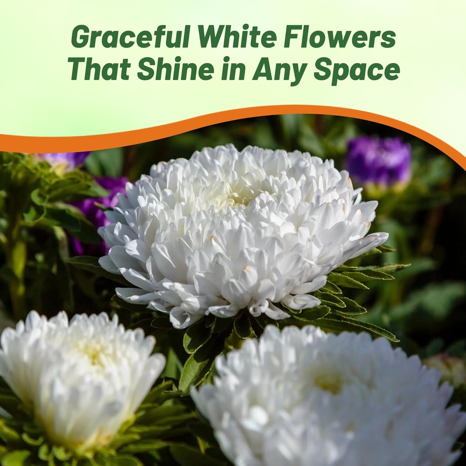 Aster Paeony White Pollinting Flowers