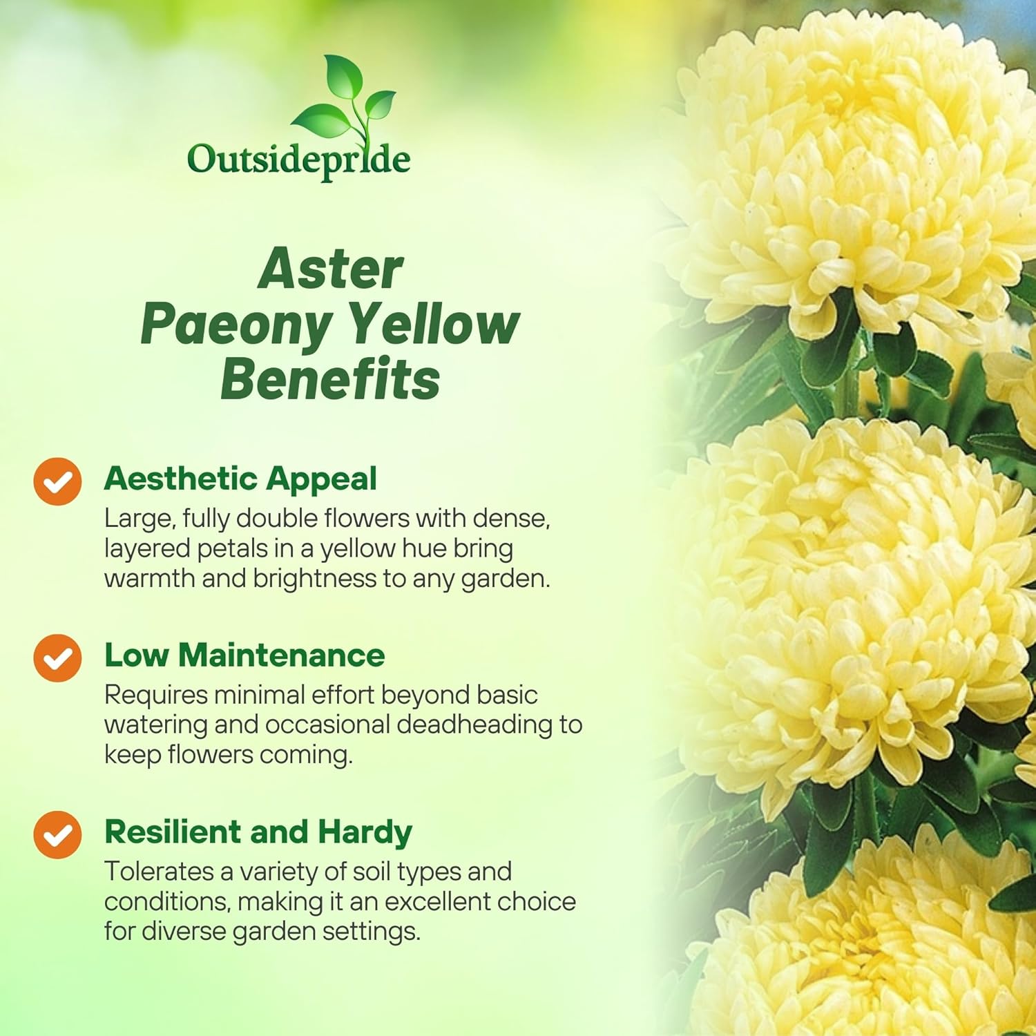 Aster Paeony Yellow Directions
