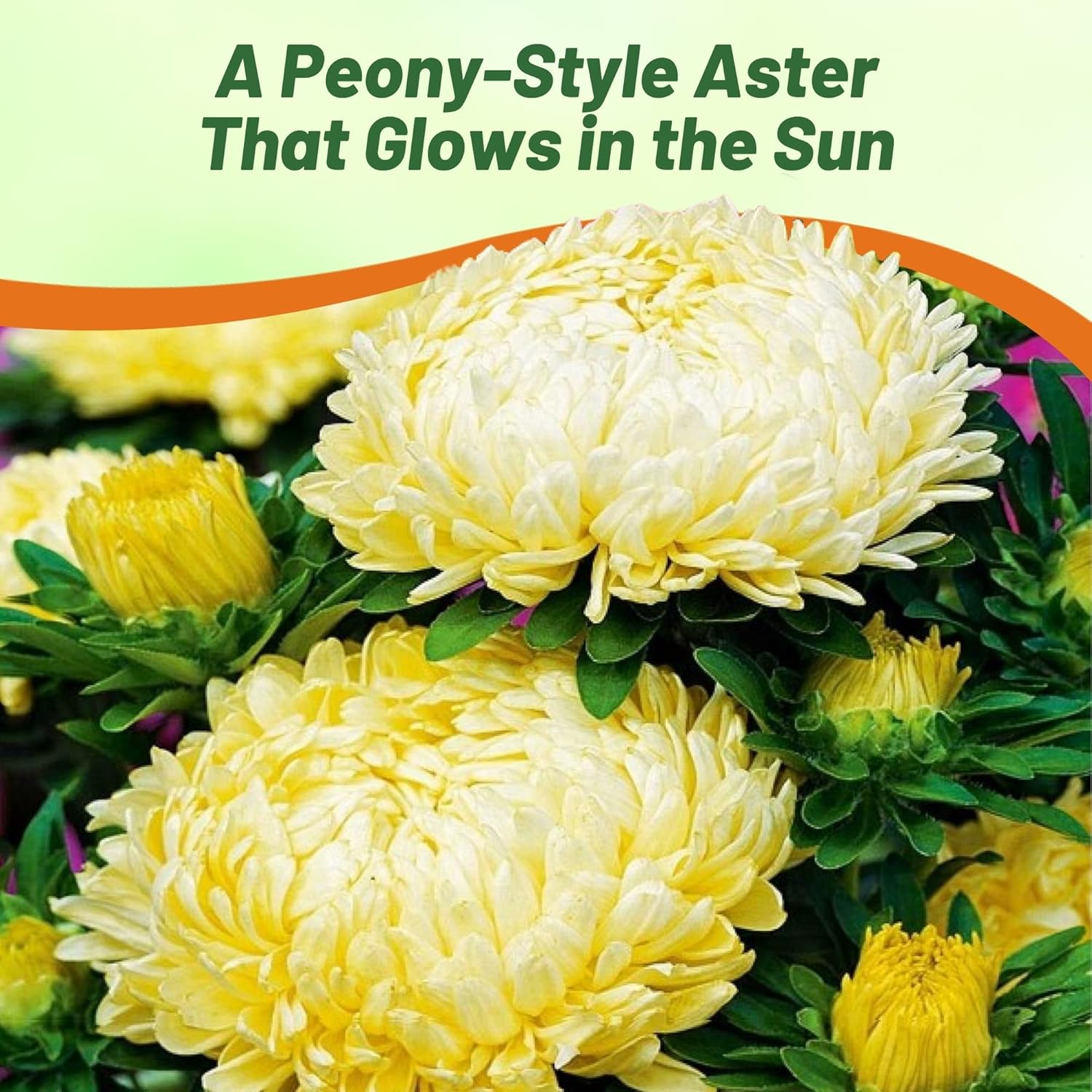 Aster Paeony Yellow Cut Flowers