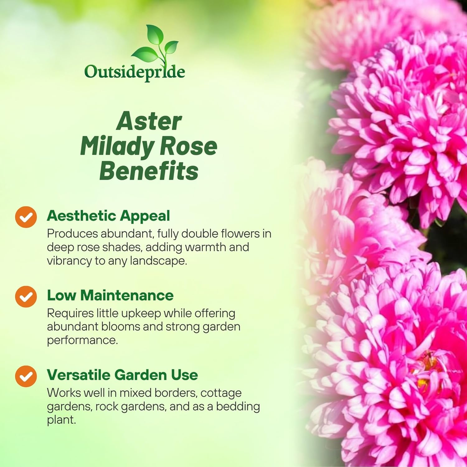 Aster Milady Rose Benefits