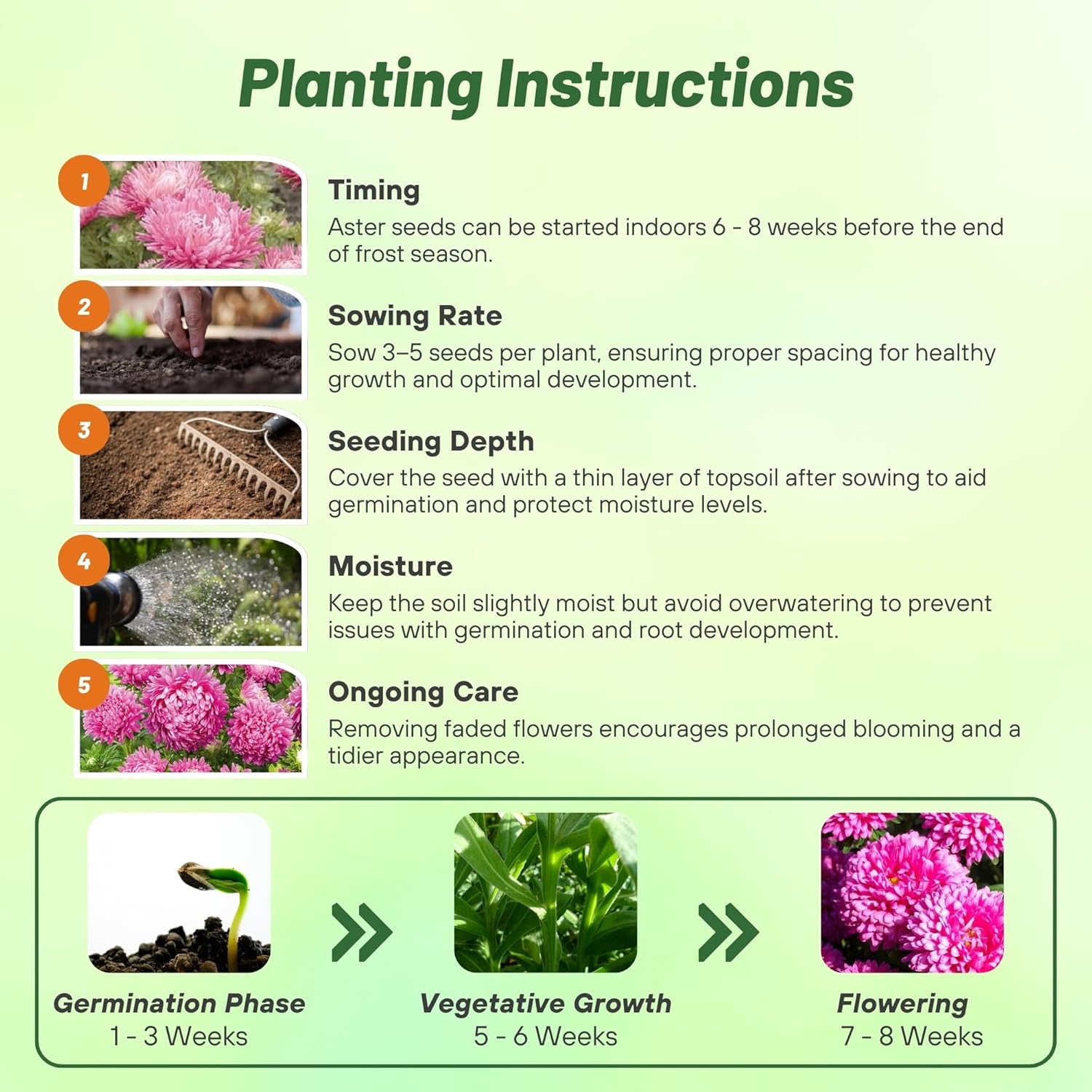 Aster Milady Rose Planting Directions