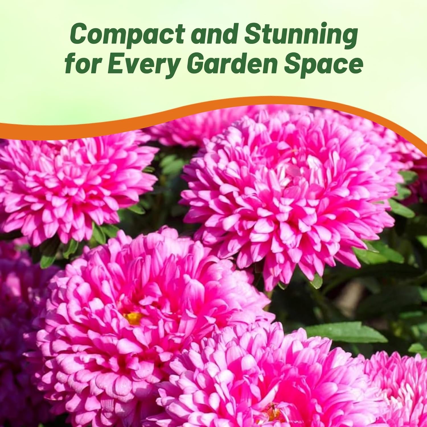 Aster Milady Rose Container Flowers