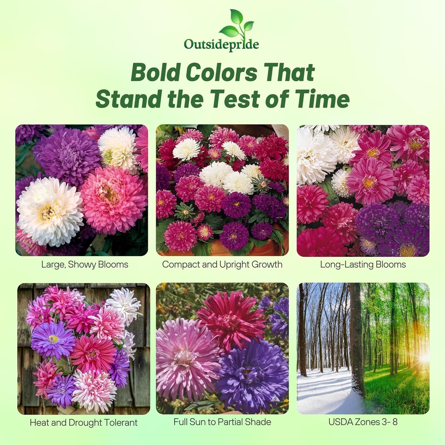 Aster Seastar Mix Images